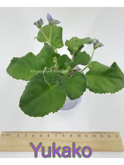 Yukako - Standard Chimera