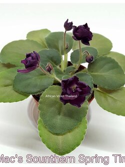 Mac's Sounthern Spring Time - Semiminiature