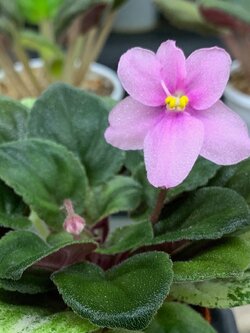 Mac's Tiamat - Semi Miniature