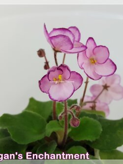 Morgan's Enchantment - Semiminiature