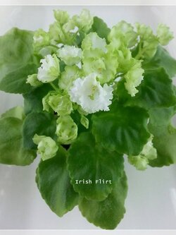 Irish Flirt - Semiminiature