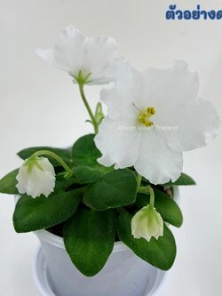 Alan's White Feather - Miniature