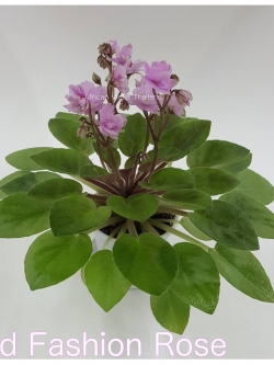 Old Fashioned Rose - Semiminiature