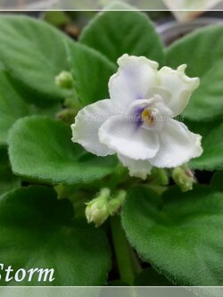 Ice Storm - Miniature