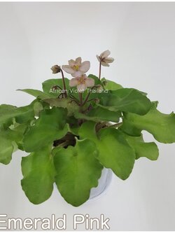 Emerald Pink - Semiminiature