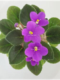 Red Bandito - Miniature