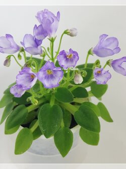 SK Misty Landscape - Miniature