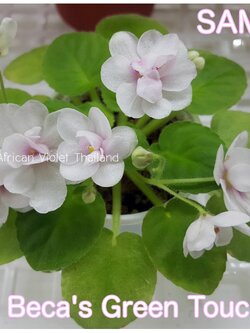 Beca's Green Touch - Semiminiature