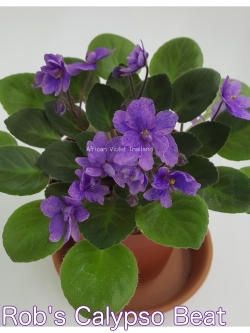 Rob's Calypso Beat - Miniature
