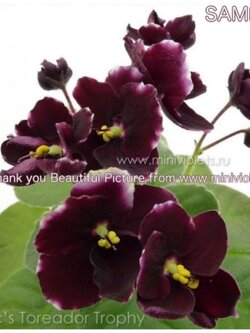 Mac's Toreador Trophy - Miniature