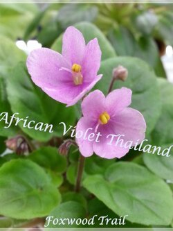 Foxwood - Semiminiature Trail