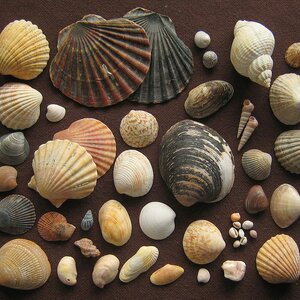 เครื่องยาสัตววัตถุ